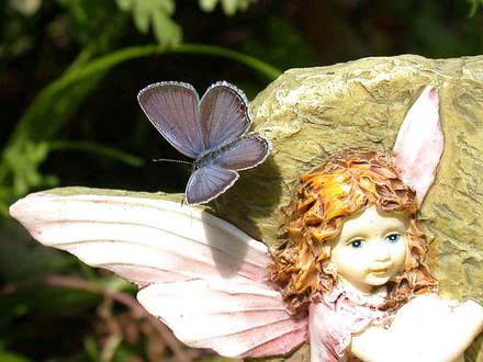 Topwing, Eastern Tailed-blue with Fairy