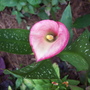 Spring_flowers_6-20-06_003