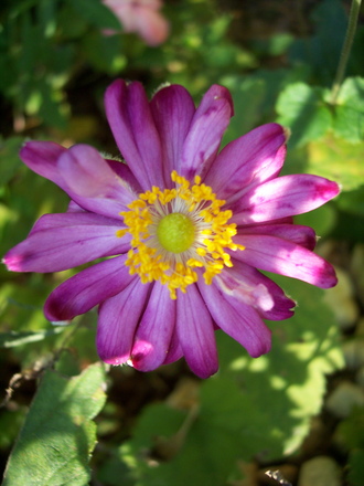 Fall anemone (Anemone x hybrida 'prince heinrich')