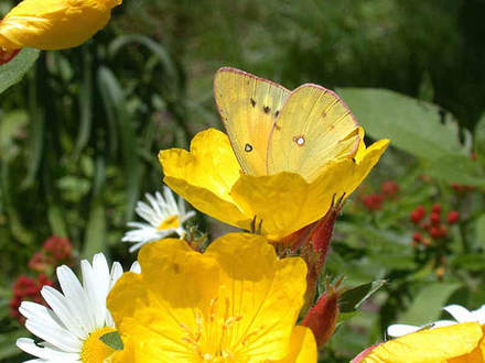 Sundrops, Daisies, and Orange Sulphur (Oenothera tetragona)
