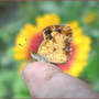 Pearl_crescent_on_finger_gailardia_back_9-26-06_exc_med