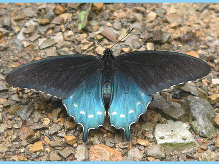 Pipevine Swallowtail