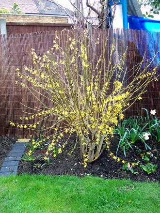 Forsythia (Forsythia x intermedia)