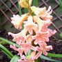 Hyacinth 'Gypsy Queen' (Hyacinthus orientalis)