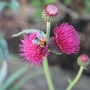 Cirsium