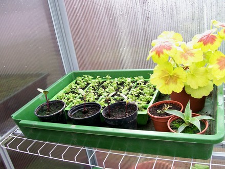 My little babys