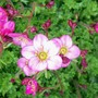 Saxifraga Flower Close up (Saxifraga x arendsii)