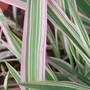 Phalaris arundinacea