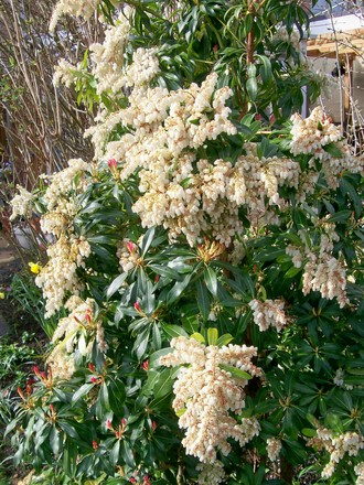 My Pride and Joy! (Pieris japonica (Lily of the valley bush))