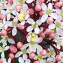 Close up of Skimmia flower (Skimmia japonica)
