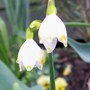 Snowflake (Leucojum aestivum)