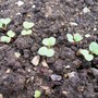 Baby Radish (Armoracia rusticana (Horse Radish))