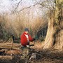 Coppicing hazel bean poles and pea sticks
