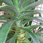Dracaena draco (Dragon Tree)
