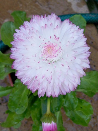 Bellis Daisy 'Habanera Mixed' (Bellis perennis (Common Daisy))