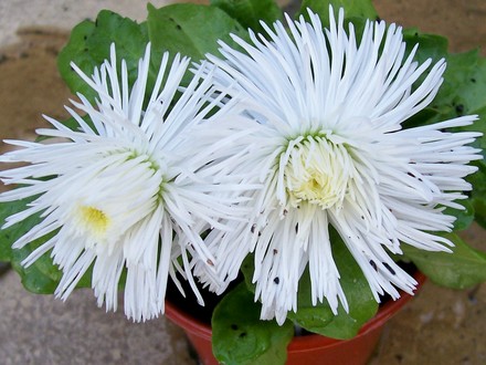 Bellis Daisy (Bellis perennis (Common Daisy))