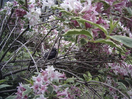 Weigela  (Weigela florida 'Variegata')