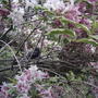 Weigela florida 'Variegata'