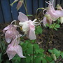 aquilegia