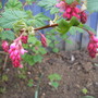 Does anyone know this name?