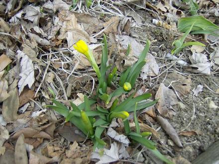 First mini daff