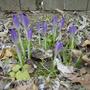 Crocus2