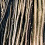 hazel poles