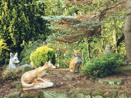 Blog 9. Stone fox/Real fox