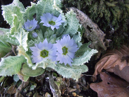 Primula bhutanica