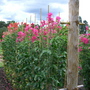 Wisley