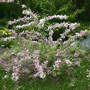 Weigela