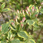 Weigela