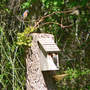 Bluebird_male_sit_fe_hole_5-08-07_exc_med