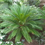 Cycas revoluta