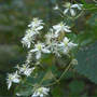 Virgin_s_bower_good_8-20-06_med1