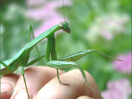 Praying Mantis