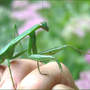 Praying Mantis