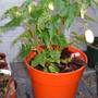  Begonia