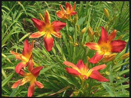Daylily Open Hearth (Hemerocallis)