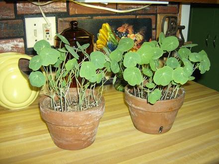 Nasturtium