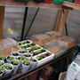 more seedlings