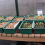 Seeds_11_march