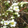 Spirea__arguta_