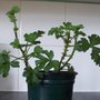 My Baby Geraniums