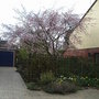 Prunus__accolade_