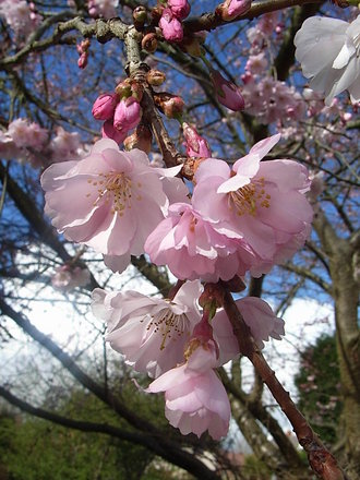Prunus 'Accolade' - close-up (Prunus 'Accolade')