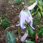 Erythronium_hendersonii
