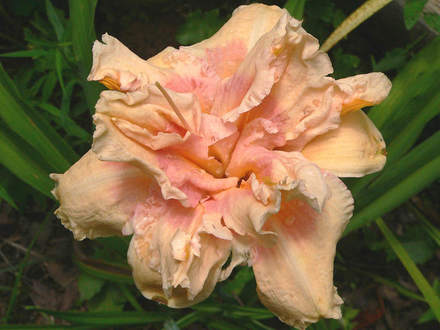 Daylily 
