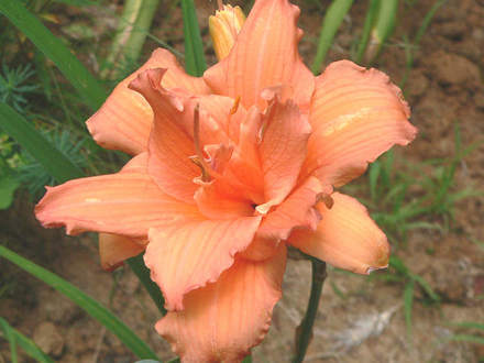 Daylily 
