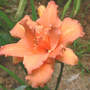 Daylily "Catherine Hawn" (Hemerocallis)